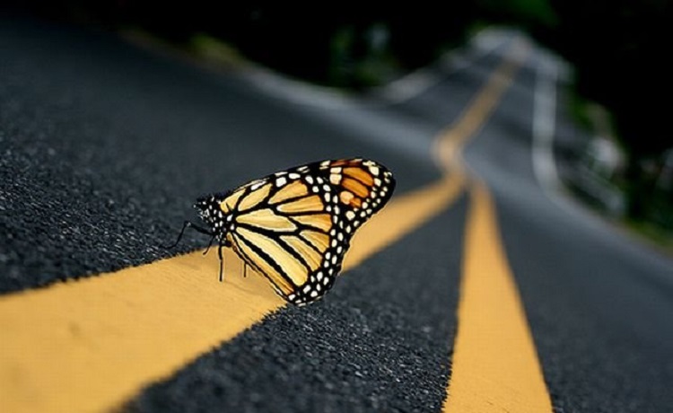 Всегда ли лишают прав за пересечение сплошной линии