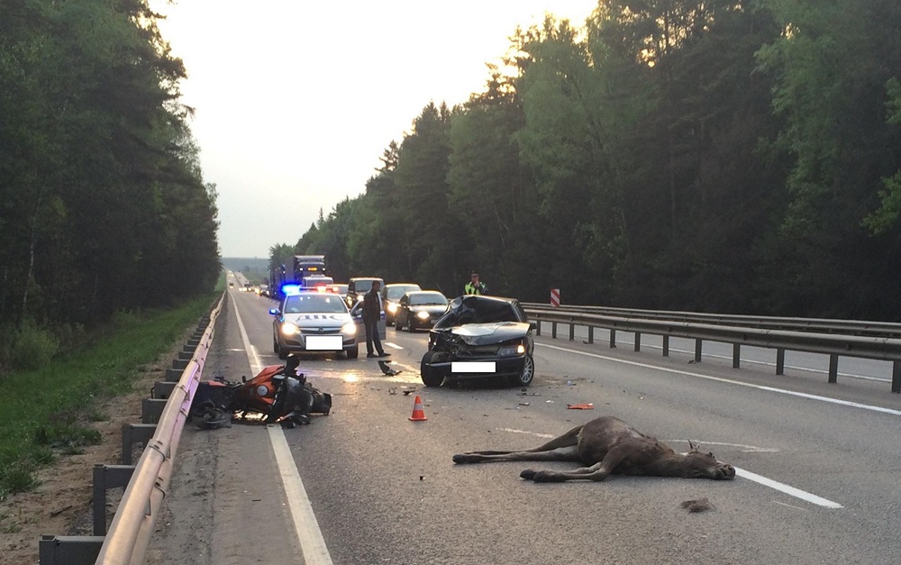 Что делать если сбил лося с полисом КАСКО