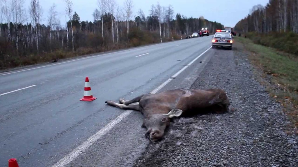 Почему необходимо оформлять ДТП с сотрудниками полиции