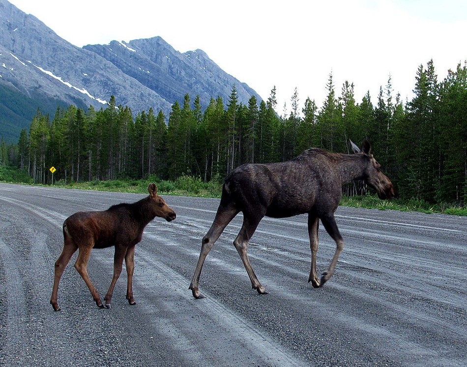 Что делать если сбили лося, а тот убежал