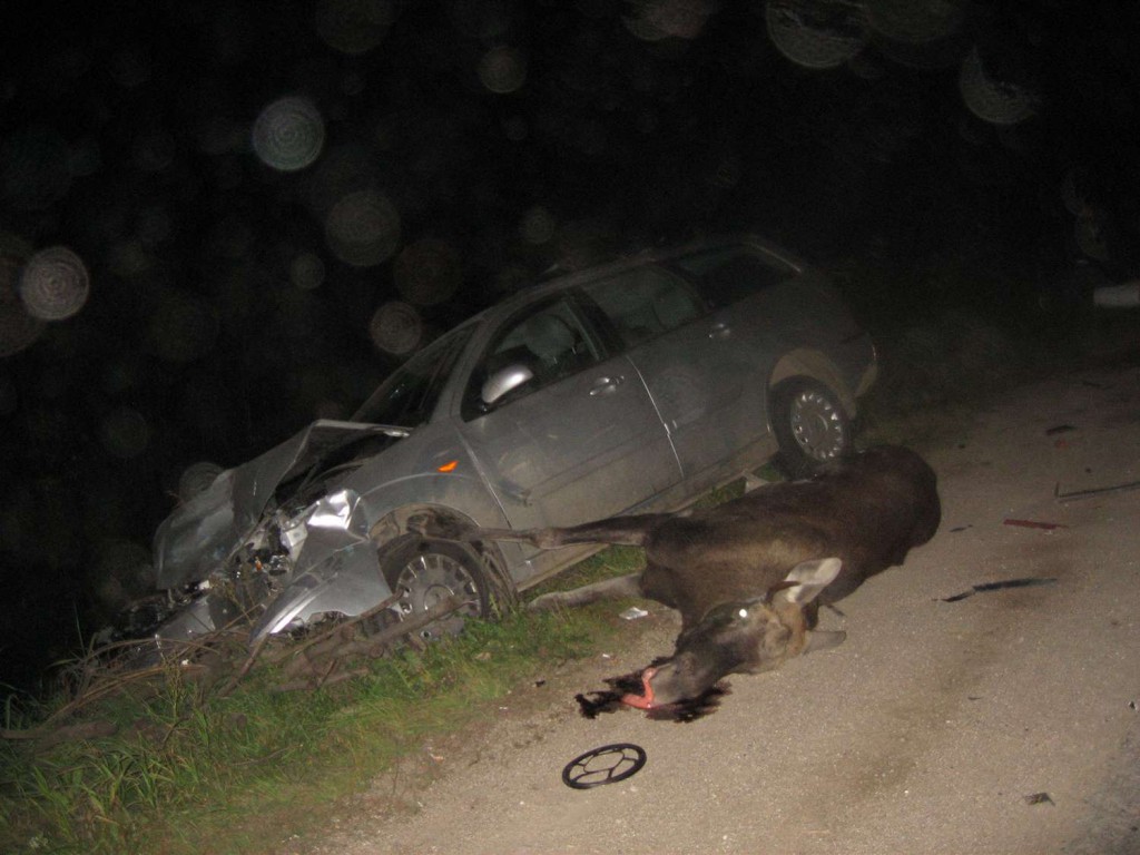 Штраф за сбитого лося 2015