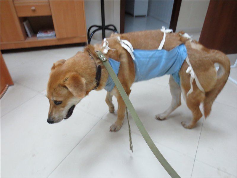 Собаку сбила машина – лечение