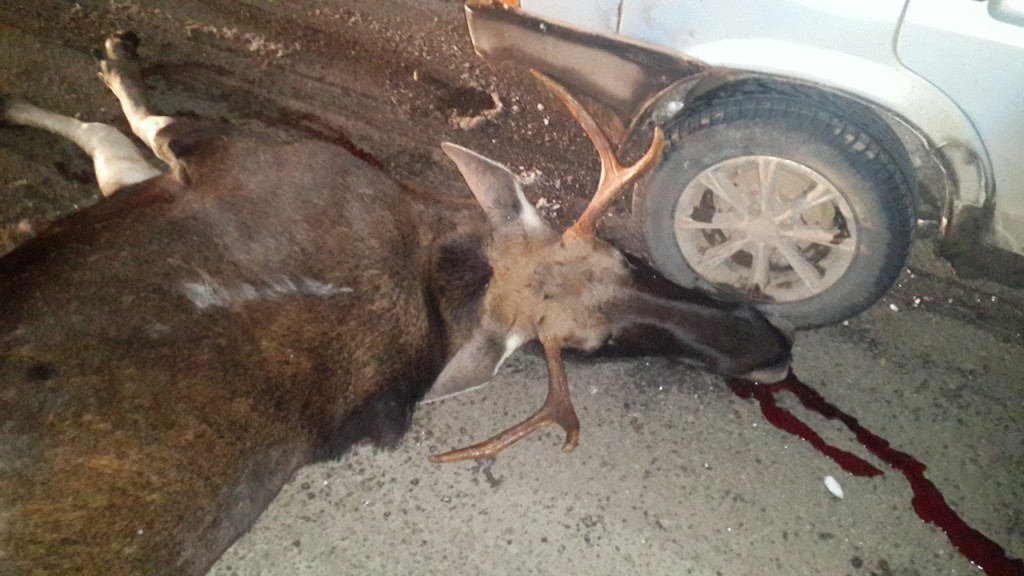 что делать, чтобы избежать встречи с лосем на трассе