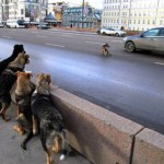 Машина сбила собаку – кто виноват